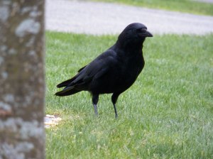 one-black-crow